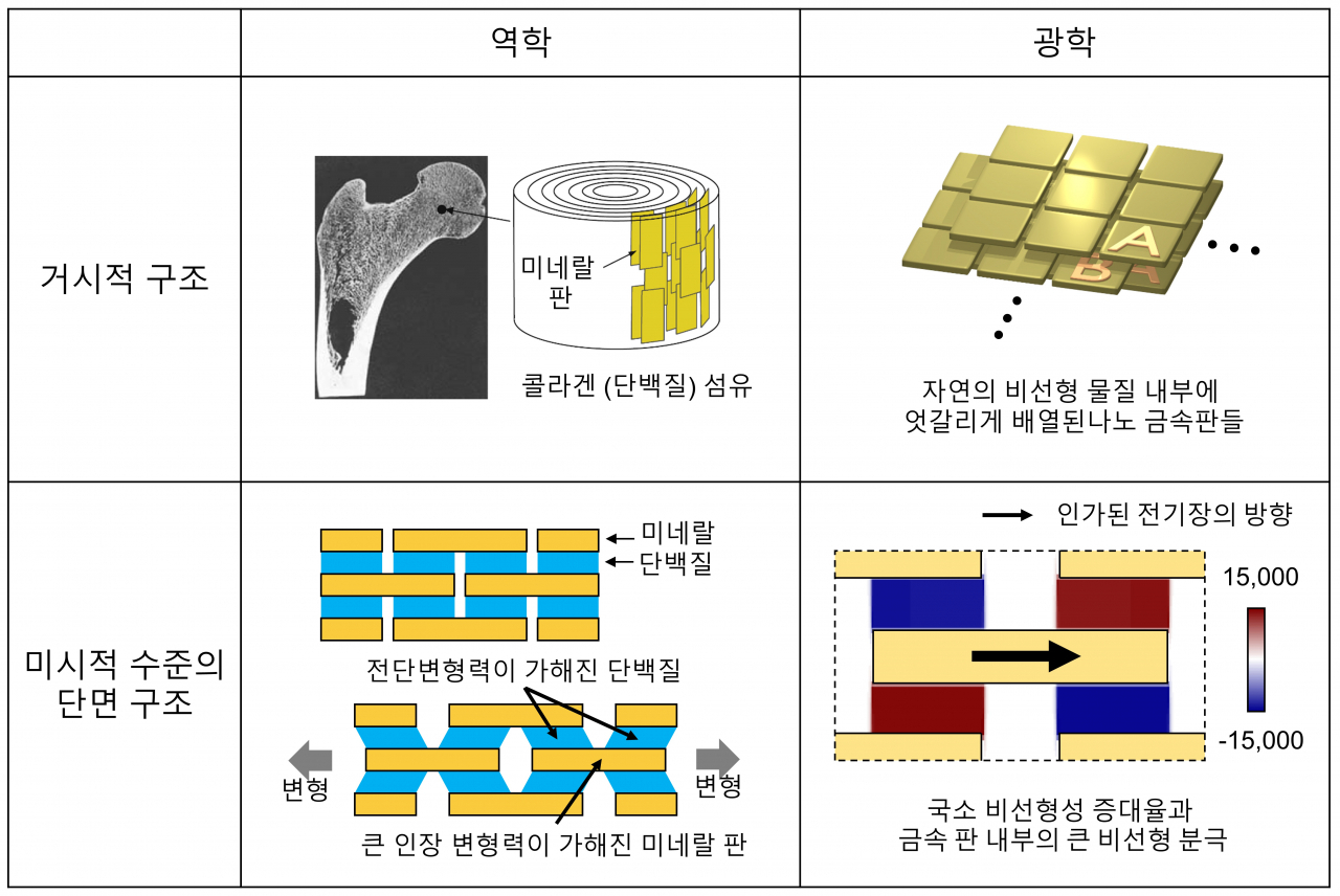 광학적 거대 비선형성을 갖는 메타물질과 동물뼈의 구조 비교 모식도.[KAIST 제공]