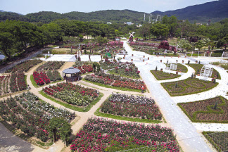 서울대공원 장미원.