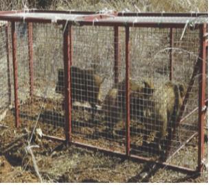 Wild boars are seen in a trap set by the government to prevent the spread of African swine fever. Since last year the Ministry of Environment has been trapping and killing wild boars in Gyeonggi and Gangwon provinces to contain the disease. (Ministry of Environment)