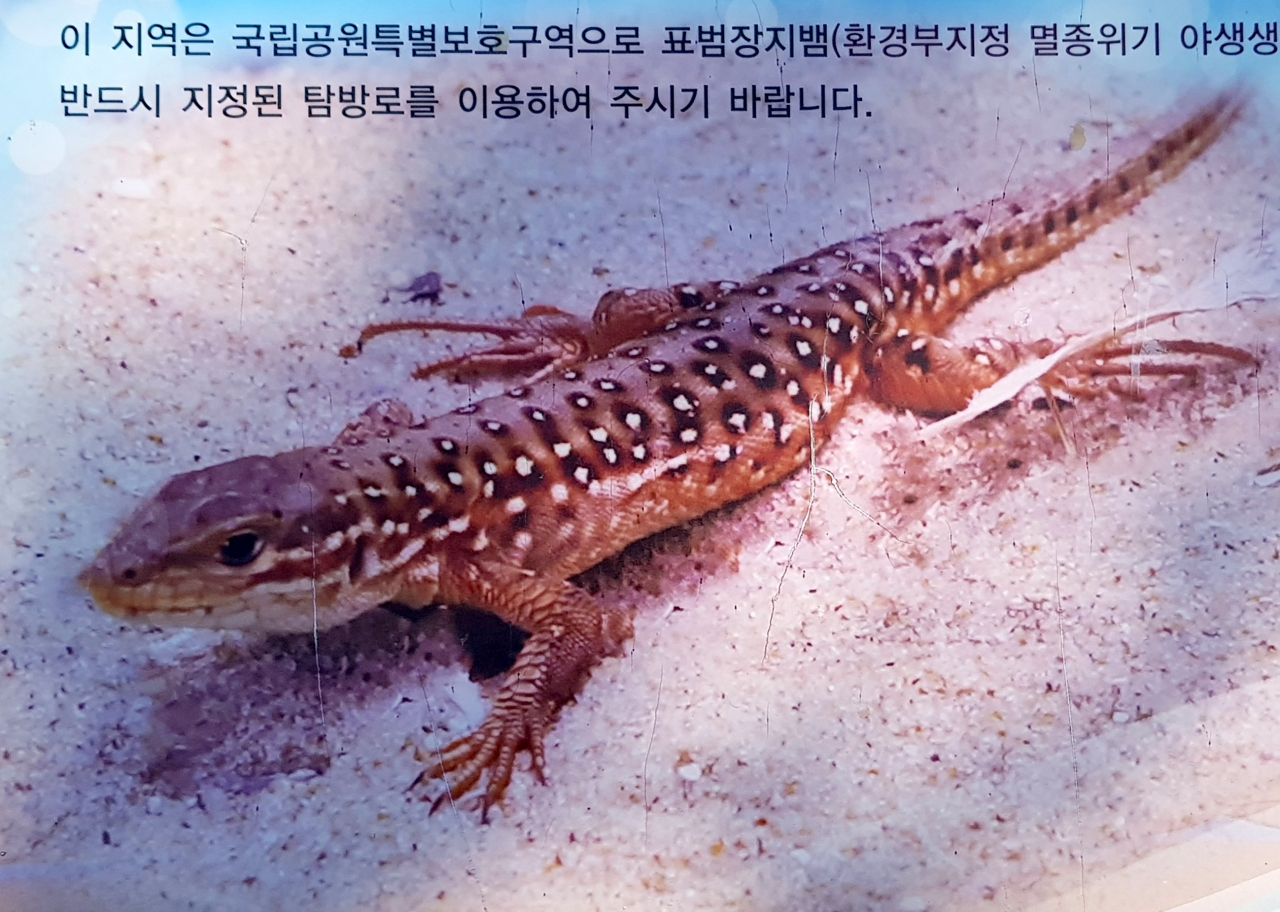 호피무늬 옷을 입은 도마뱀, 표범장지뱀 ‘표롱이’는 태안 해변만이 갖는 독특한 환경을 대변하는 프랜차이즈, 플래그쉽 스타 ‘깃대종’이다.