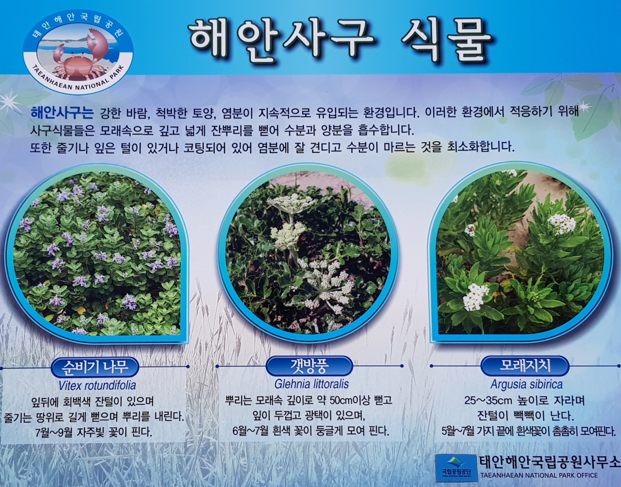 안면도 해안길 걷기에는 교양도 얻어간다. 해안사구를 설명한 안내판.