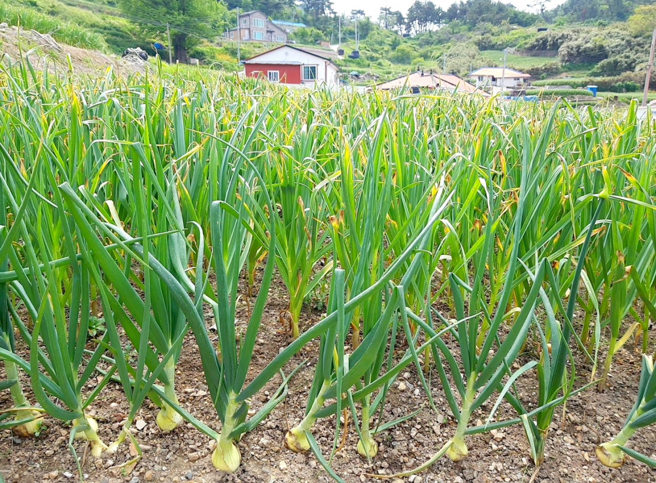 태안 가의도 육쪽마늘은 전국 최고품질로 왕실에 진상됐다. 가의도에선 말의 종마같은 종구를 키워 태안-서산 농가에 공급한다.