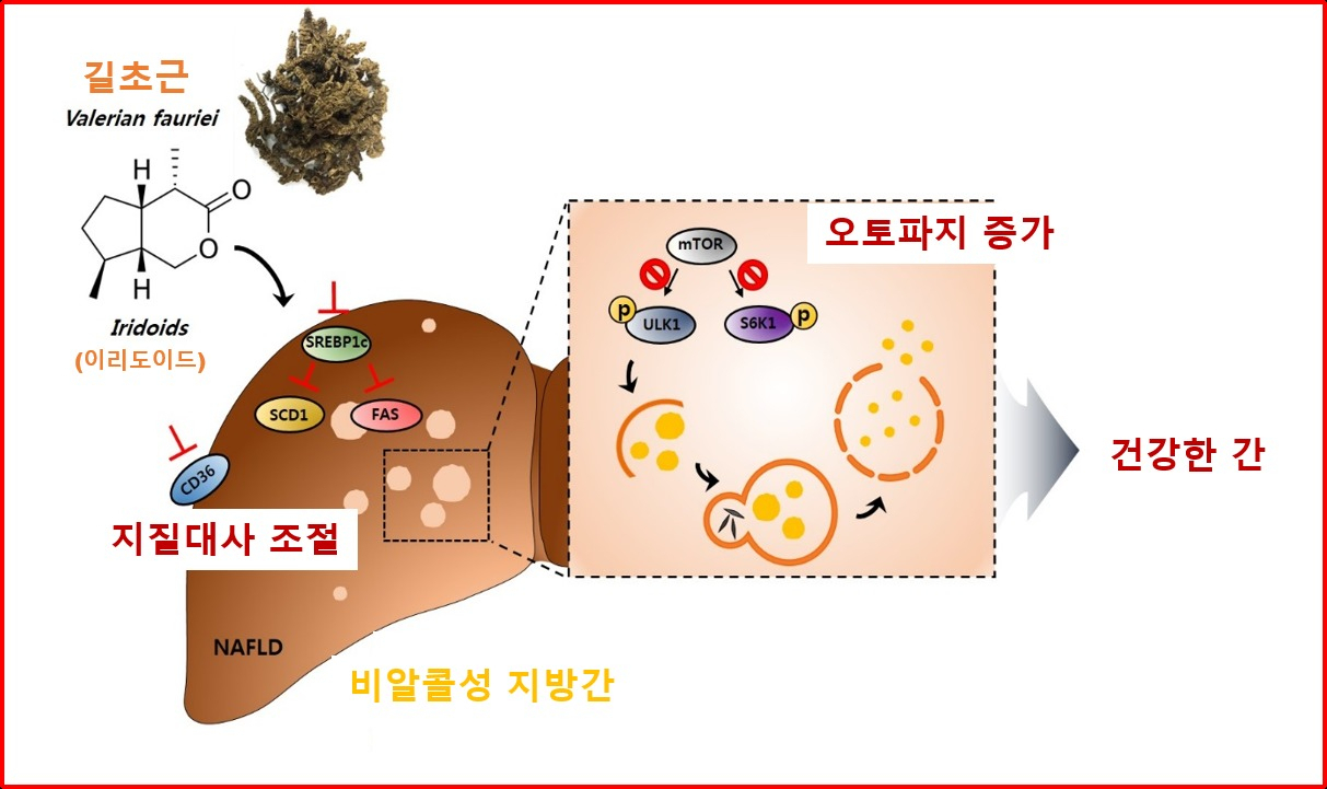 길초근의 오토파지 조절에 의한 지방간 개선 모식도.[한국식품연구원 제공]