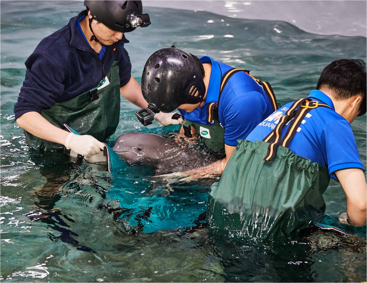 부산아쿠아리움에서는 세계 최초의 상괭이병원을 운영하고 있으며, 직원들이 멸종위기종인 토종돌고래 상괭이를 구조해 자연으로 돌려보내고 있다.