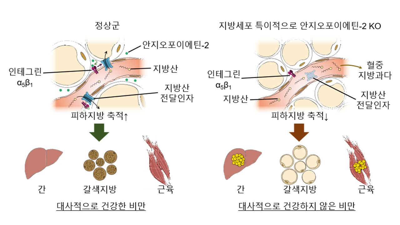 혈관의 피하지방 축적 기능과 대사질환과의 연관성.[IBS 제공]