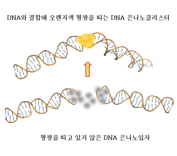 두 개의 머리핀 구조의 DNA가 마주보는 결합 구조를 형성할 때 은나노클러스터센서가 오렌지색 형광을 띤다.[한국원자력연구원 제공]