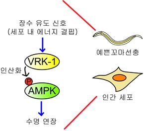 예쁜꼬마선충과 인간 세포에서 세포 내 에너지 결핍과 같은 장수 유도 신호에 의해 VRK-1이 활성화되면 AMPK를 인산화하여 수명을 연장시킨다. [KAIST 이승재 교수 제공]