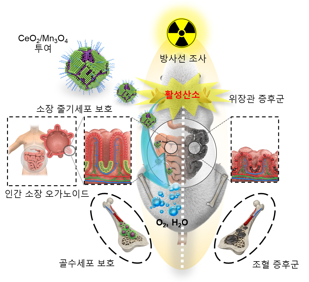 세륨-망간 산화물 헤테로 나노입자의 방사선 보호 효과.[IBS 제공]