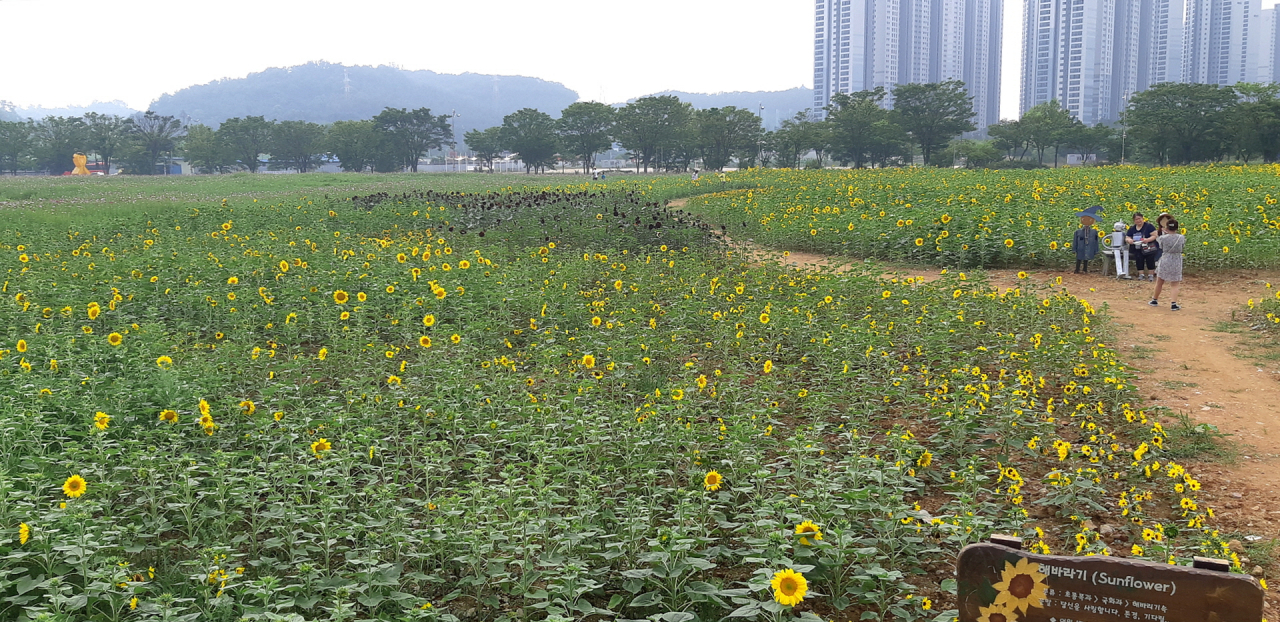 안산시는 해바라기·코스모스 단지를 조성했다. [안산시 제공]