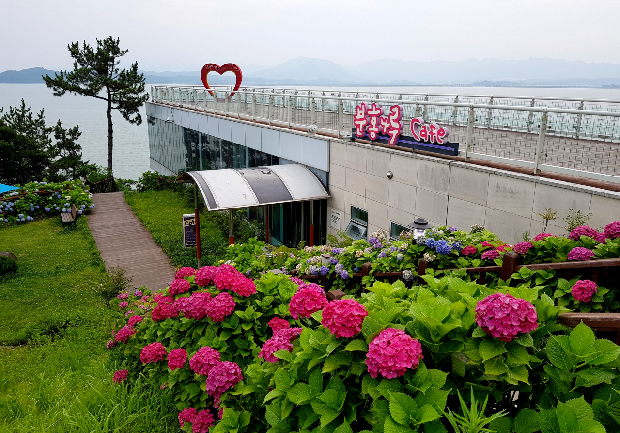 고바우 전망대 아래 분홍나루 카페엔 분홍색 수국이 핀다