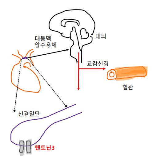 심장에서 나오는 혈류의 혈압을 감지하는 기계채널과 관련 분자센서 모식도.[KIST 제공]