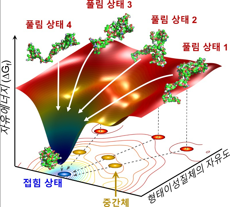KAIST 이효철 교수 연구팀은 시간 분해 엑스선 산란법을 적용하여 사이토크롬 단백질의 접힘 과정을 밝혀냈다. 이를 통해 이론적 모델로만 제시되었던 깔때기꼴 접힘 가설을 실험적으로 입증했다.[KAIST 제공]