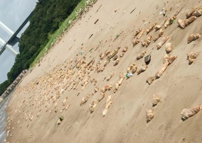 중국 광둥성 해안 떠내려온 돼지족발[둥관시보 위챗 계정]