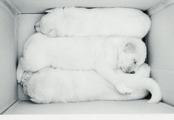 구본창, 백구, 23.3&times;35.7cm(2/20), C-프린트, 2000