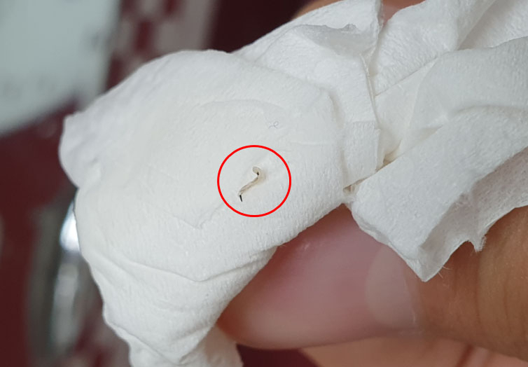 인천에 이어 경기 시흥시 가정집 수돗물에서도 유충이 발견됐다는 신고가 접수돼 시가 조사에 나섰다. 시흥시 하상동 A아파트에 사는 주민 정모 씨가 16일 세면대에서 수돗물을 틀었는데 유충이 나왔다"며 "4&sim;5㎜ 크기의 유충은 살아 움직였다"고 말했다. 사진은 시흥 아파트 수돗물에서 발견된 유충. [연합]