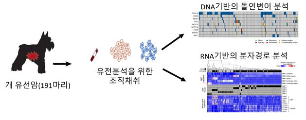 개 유선암의 유전분석 과정 개요도.[연세대 제공]