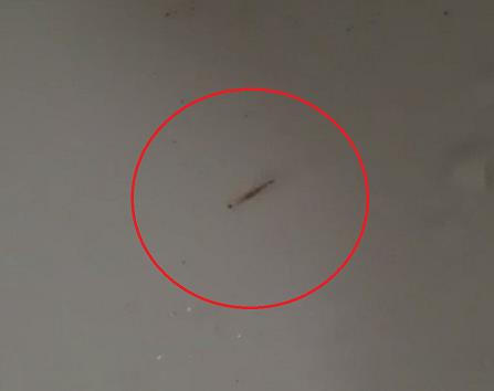 16일 오전 인천 영종도에서도 수돗물 유충이 발견됐다는 제보가 나와 행정당국이 사실 관계 파악에 나섰다. 사진은 이날 오전 인천시 중구 운서동 한 아파트 주민이 "씻고 나서 세면대에 있던 유충을 잡았다"는 내용의 글과 함께 지역 맘카페에 올린 유충 모습. [연합]