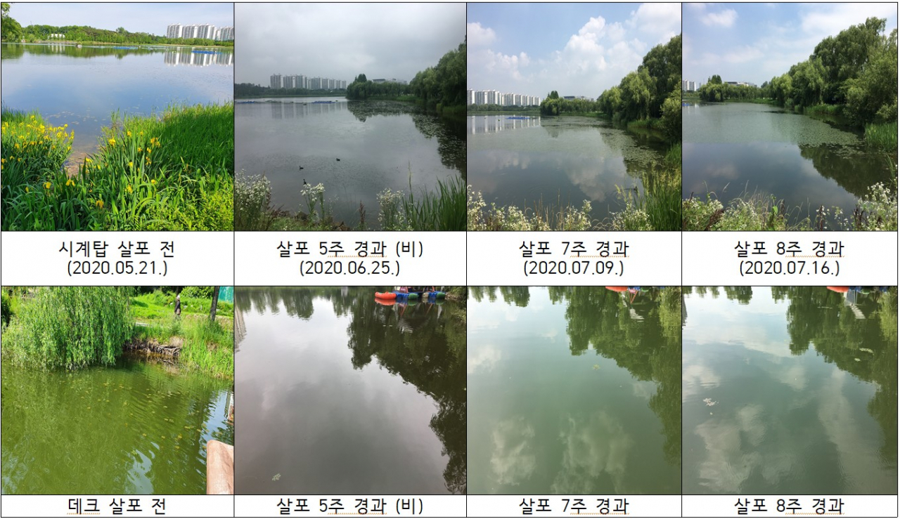 조류제거물질 배포 후 일월저수지 변화 모습.