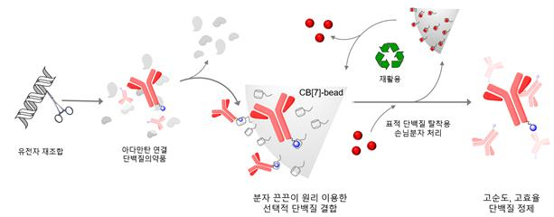 분자 끈끈이 원리를 적용한 새로운 단백질 의약품 정제 기술 모식도.[포스텍 제공]