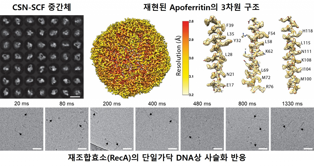 모델 단백질에 대한 시분해능 기반 초저온투과전자현미경 분석결과(왼쪽 상단) 세포 내 자가포식 과정을 조절하는 단백질 복합체의 2차원 분석 이미지(오른쪽 상단). 원자수준에 해당하는(2.77 Å) 초고해상도 3차원 결과를 얻을 수 있었다.(아래)[충남대학교 제공]
