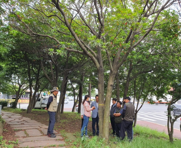 순천대 수목진단센터 직원들이 가로수 생육상태를 살펴보고 있다. [순천대 제공]