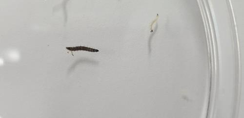 지난 21일 청주시 흥덕구의 한 아파트 화장실 바닥에서 발견된 유충은 '나방파리 유충'으로 확인됐다. 사진은 청주 아파트 화장실서 발견된 유충. [연합]