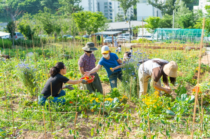양천도시농업공원 텃밭에서 구민들이 농작물을 수확하고 있다. [양천구 제공]