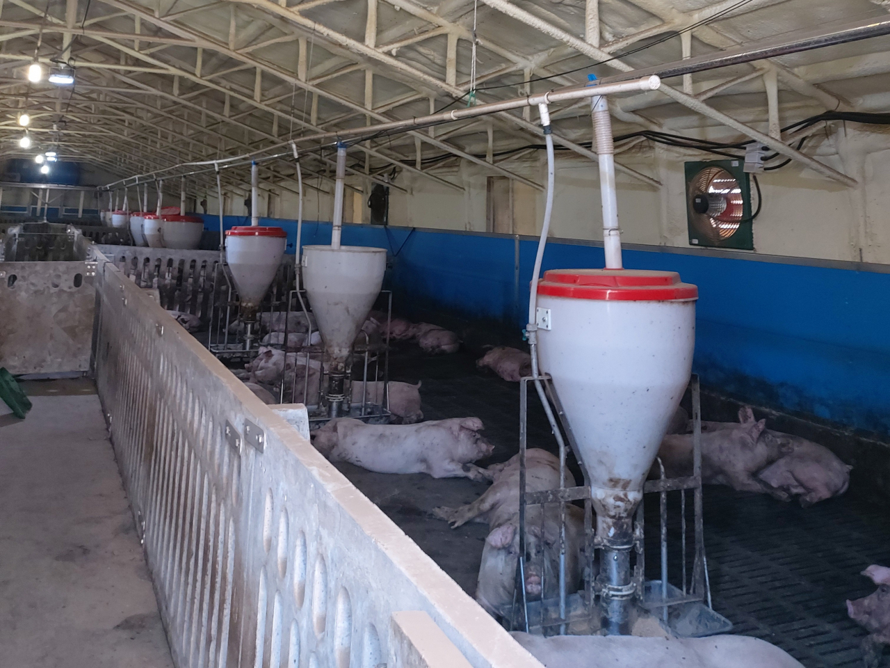 용인시 한 양돈농가. [용인시 제공]