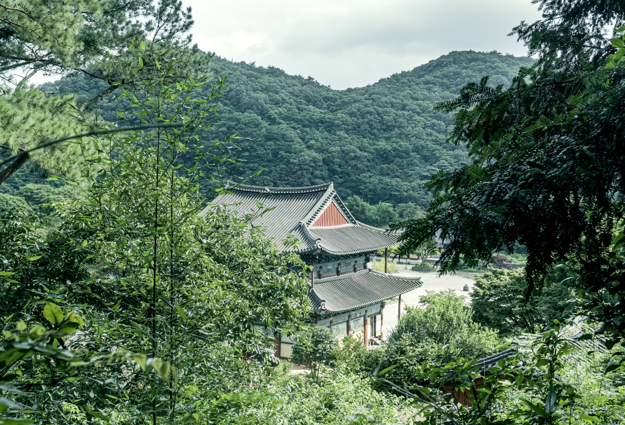 장흥 보림사 비자나무 숲 [한국관광공사 제공, 최갑수 작가]
