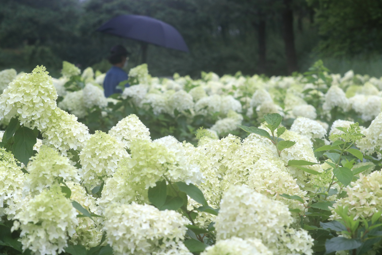 Rain pours over a garden in Jeju Island on Thursday. The island province is having its longest-ever monsoon season, breaking the last record of 47 days made in 1998. (Yonhap)