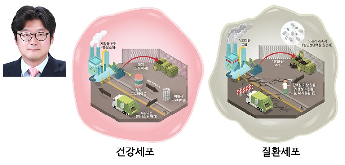 서울대 의대 이민재 교수와 '프로테이좀 품질관리 기전' 연구결과 모식도.