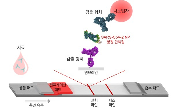코로나19 바이러스 항원 신속진단 기술 모식도.[과기정통부 제공]