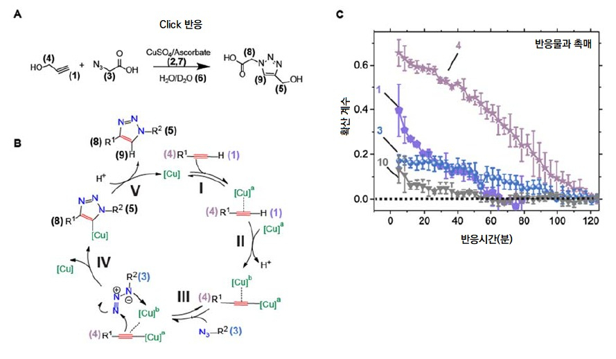 화학반응 모식도와 각 분자의 확산계수.(A) 실험에서 사용된 Click 반응의 반응식. 촉매가 관여한다. (B) 자세한 반응 과정. (C) 핵자기공명영상법으로 관찰한 각 반응물과 촉매의 확산 계수 변화. 반응 시간에 따라 확산계수 감소 양상이 뚜렷하게 구별된다.[IBS 제공]