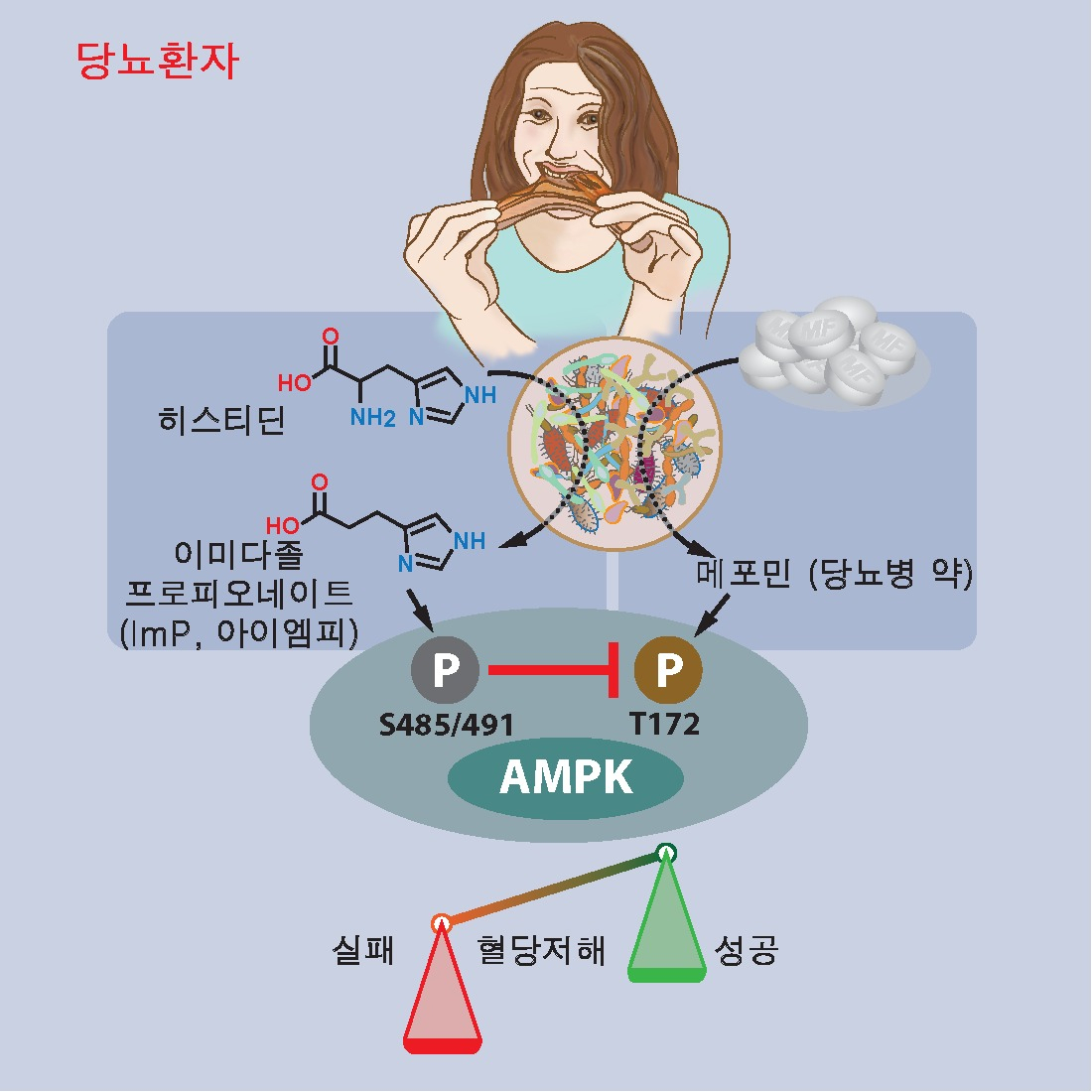 장내미생물 대사체의 당뇨병 약에 대한 작용억제 매커니즘 모식도.[성균관대 제공]