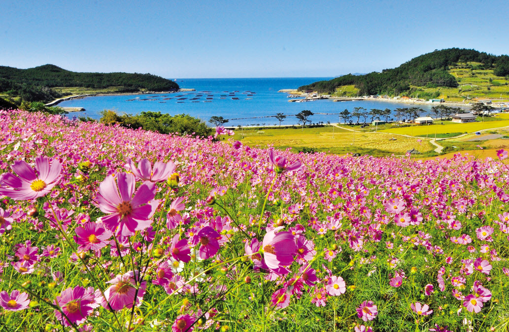 완도 청산도