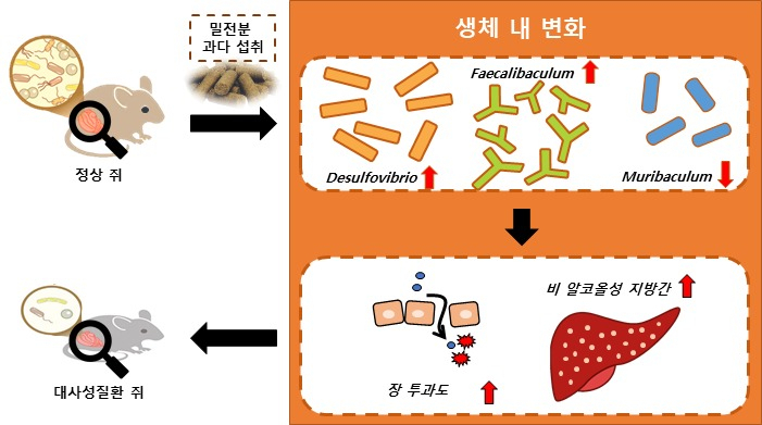 밀전분 과다섭취에 의한 대사성질환 유발 모식도.[한국식품연구원 제공]