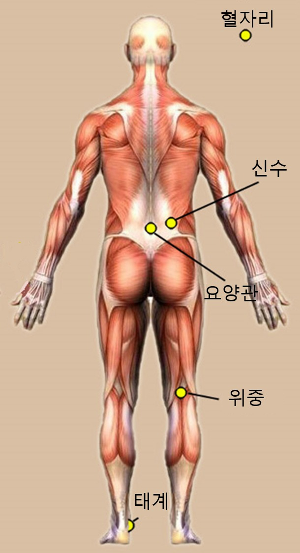만성요통 환자들을 대상으로 한 임싱시험에서 진짜 침 치료 시술한 혈자리.[한국한의학연구원 제공]