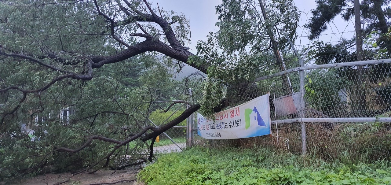 제8호 태풍 '바비'가 서해5도 해상으로 북상한 27일 인천시 옹진군 백령면 북포리에서 나무가 강풍에 쓰러져 있다. [연합]