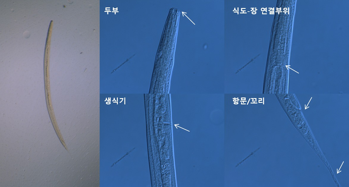 넓은몸주머니선충(Tobrilus longus)[국립낙동강생물자원관 제공]