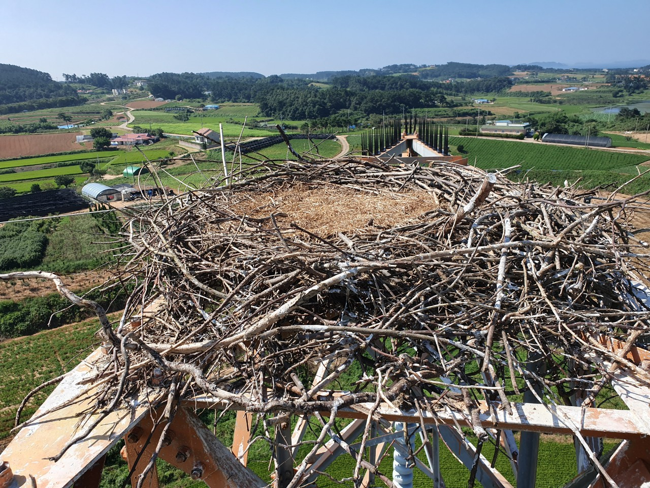 ③황새 떠난 빈둥지. 당국은 전신주 위는 위험한 곳이어서 일단 철거하고, 돌아오면 안전한 곳에 새 둥지를 만들어줄 계획이다.