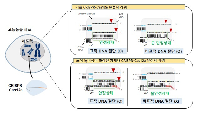 표적만 정확하게 골라 잘라내는 크리스퍼 유전자가위 기술 모식도.[한국생명공학연구원 제공]