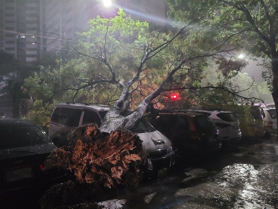 태풍 마이삭에 쓰러진 나무.[대구소방안전본부 제공]