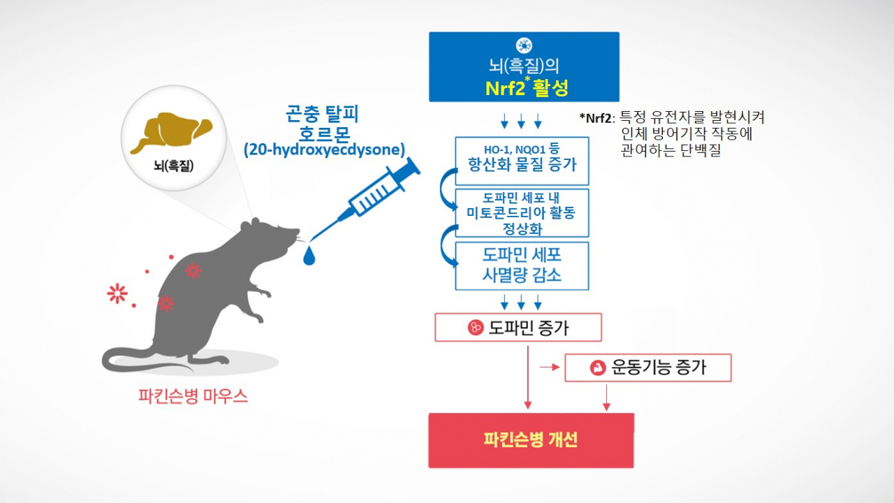 곤충호르몬의 Nrf2 활성을 통한 파킨슨 증상 개선 효능 모식도