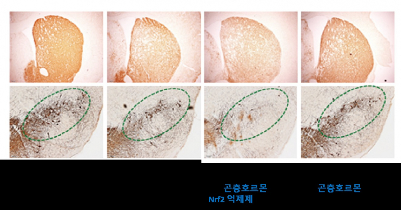 Nrf 억제제를 활용한 곤충호르몬의 항파킨슨 효능 기전 확인 결과