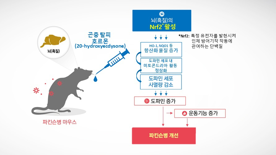 곤충호르몬의 Nrf2 활성을 통한 항파킨슨병 효과 개선 모식도.[한국한의학연구원 제공]