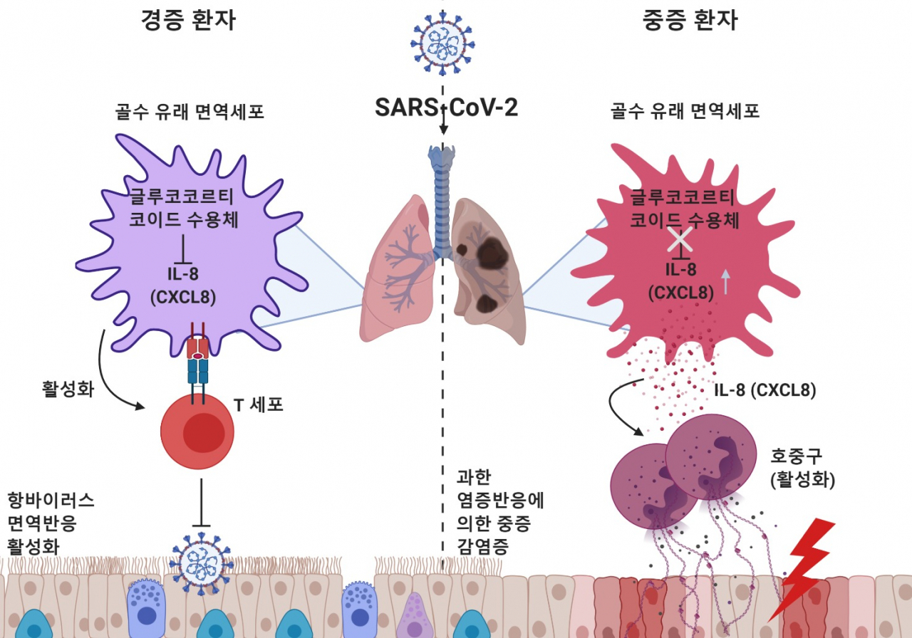 경증 환자들은 정상적으로 T세포 매개의 면역 반응이 일어난다. 글루코코르티코이드 수용체의 높은 발현으로 CXCL8의 발현이 억제돼 호중구 유입이 조절받는다. 반면 글루코코르티코이드 수용체 발현이 낮은 중증 환자들은 CXCL8의 발현이 높아져 호중구의 유입이 증가한다. 호중구의 과도한 염증성 반응에 의해 폐 조직 상피세포들이 손상을 입고 심한 호흡기 증상을 보이게 된다. [KAIST 제공]