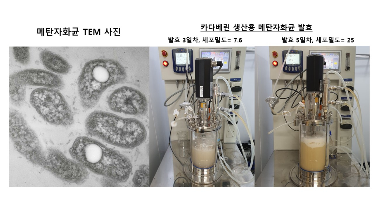 메탄자화균 TEM 현미경 이미지 및 메탄자화균의 가스 발효 공정.[경희대 제공]