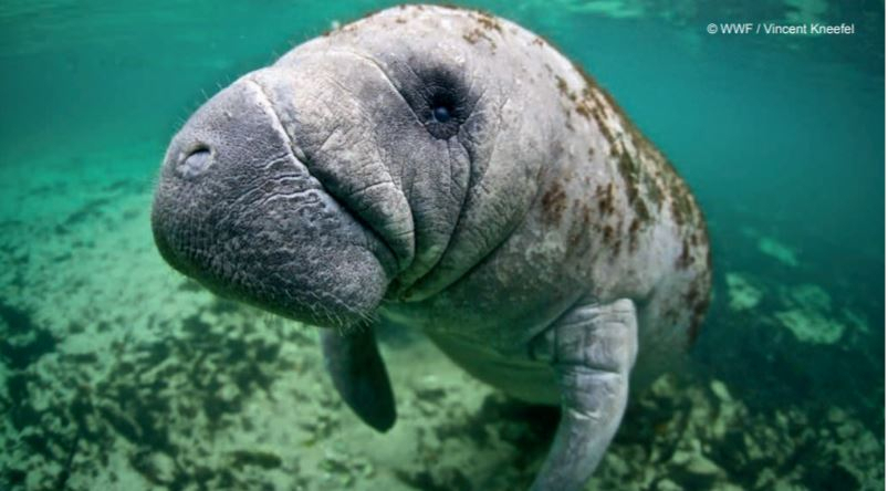 사진=WWF