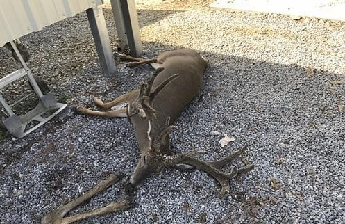 모기떼 공격으로 죽은 사슴 [연합]