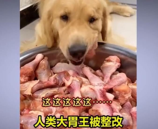 중국의 개 먹방 장면 [웨이보]